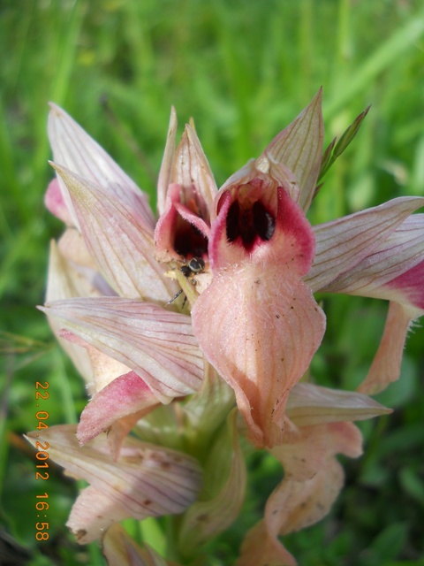 Synema globosum